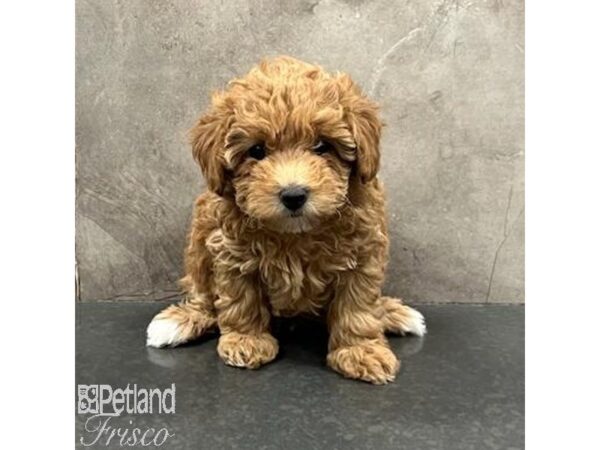 Miniature Poodle-Dog-Female-Red-31573-Petland Frisco & Mckinney, Texas