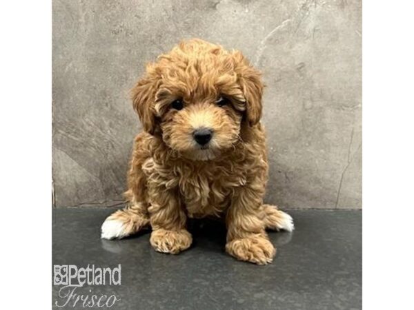 Miniature Poodle Dog Female Red 31573 Petland Frisco, Texas