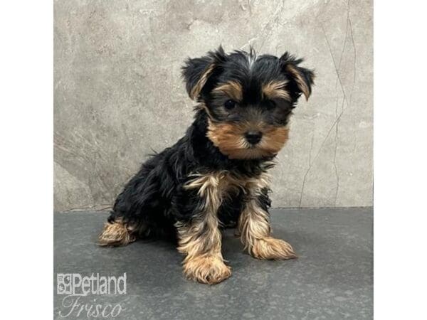 Yorkshire Terrier-Dog-Female-Black & Tan-31574-Petland Frisco, Texas