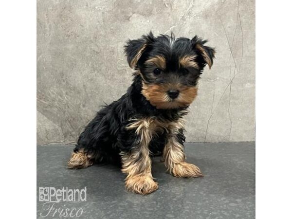 Yorkshire Terrier Dog Female Black & Tan 31574 Petland Frisco, Texas