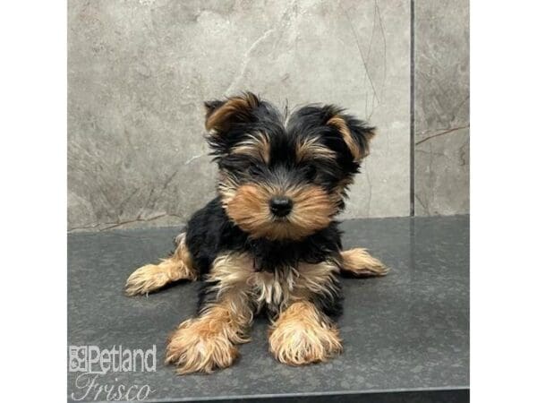 Yorkshire Terrier-Dog-Female-Black & Tan-31575-Petland Frisco, Texas