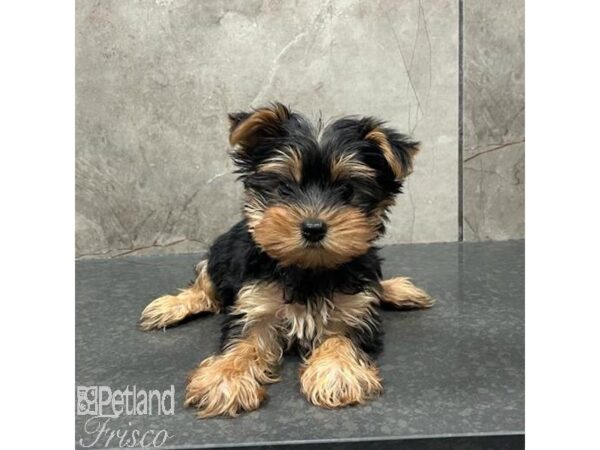 Yorkshire Terrier Dog Female Black & Tan 31575 Petland Frisco, Texas