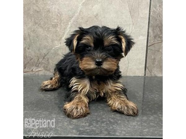 [#31577] Black & Tan Female Yorkshire Terrier Puppies For Sale