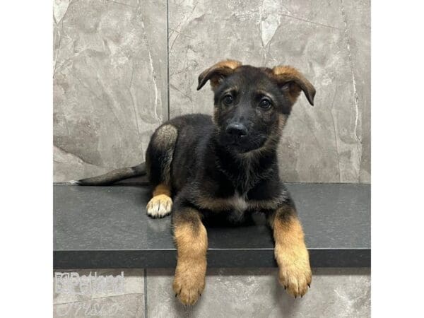 [#31582] Black and Tan Male German Shepherd Puppies For Sale