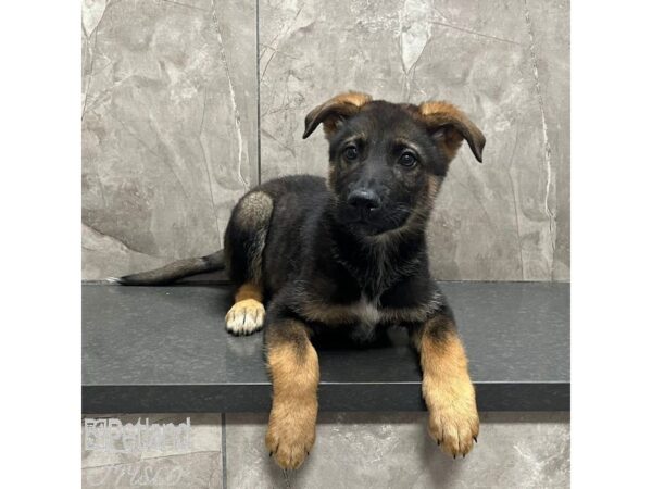 German Shepherd Dog Male Black and Tan 31582 Petland Frisco, Texas