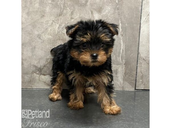 Yorkshire Terrier Dog Female Black & Tan 31579 Petland Frisco, Texas