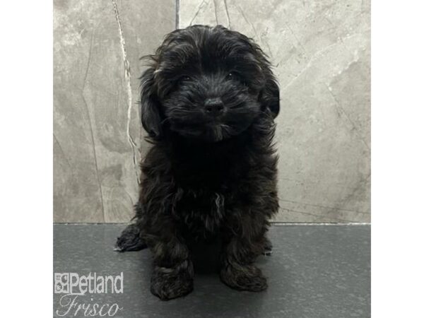 Poovanese-Dog-Female-Brindle-31569-Petland Frisco & Mckinney, Texas