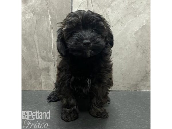 Poovanese Dog Female Brindle 31569 Petland Frisco, Texas