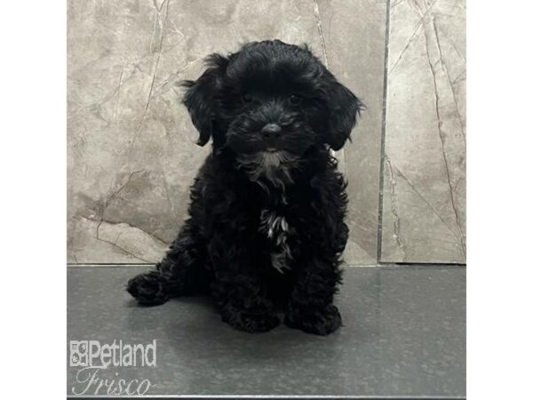 Poovanese-Dog-Male-Black-31566-Petland Frisco, Texas