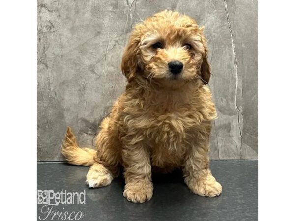 Goldendoodle Mini F1b Dog Female Golden 31564 Petland Frisco, Texas