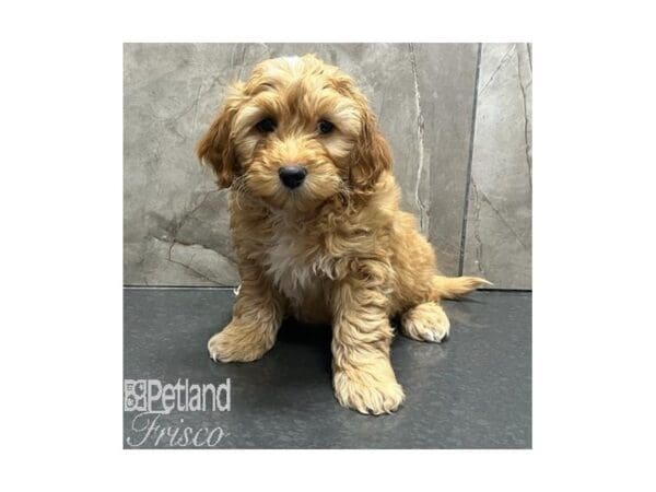 [#31562] Golden Male Goldendoodle Mini F1b Puppies For Sale