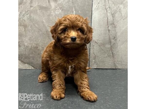 Goldendoodle Mini F1b-Dog-Female-Golden-31561-Petland Frisco, Texas