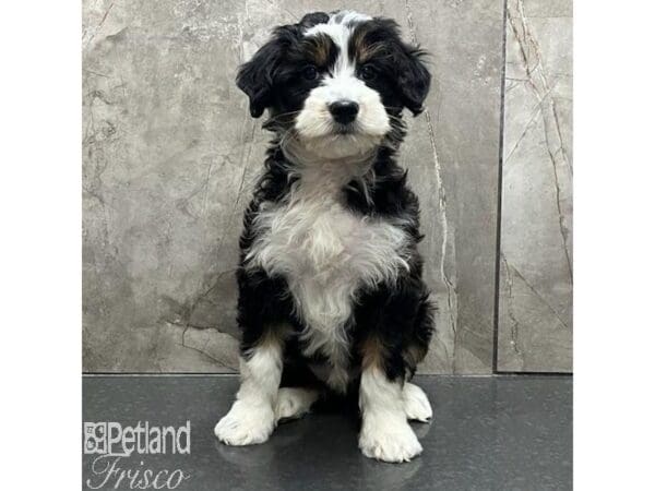 [#31553] Tri-Colored Female Aussiedoodle Mini Puppies For Sale