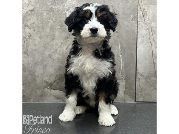 Aussiedoodle Mini-Dog-Female-Tri-Colored-31553-Petland Frisco & Mckinney, Texas