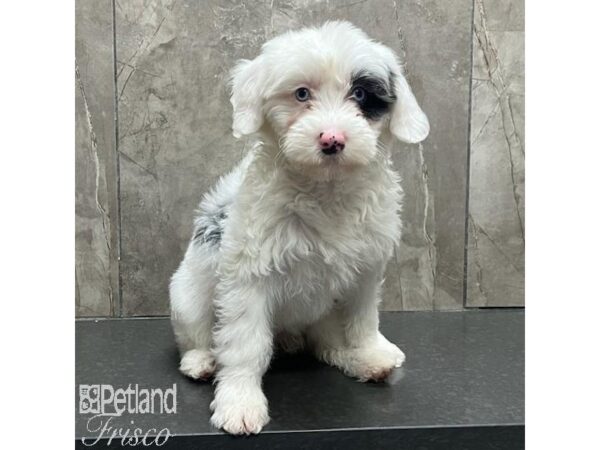 Sheepadoodle Mini Dog Female Blue Merle 31549 Petland Frisco, Texas