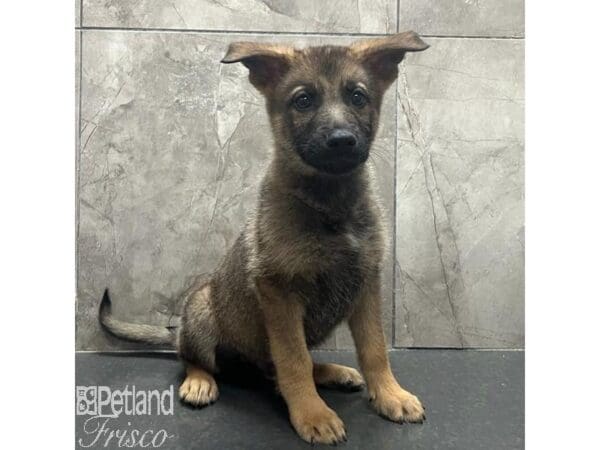 German Shepherd-Dog-Male-Black and Tan-31542-Petland Frisco, Texas