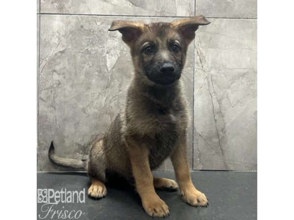 German Shepherd Dog Male Black and Tan 31542 Petland Frisco, Texas