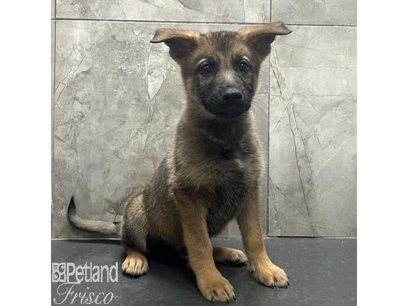 German Shepherd Dog Male Black and Tan 31542
