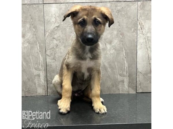 German Shepherd Dog Male Black and Tan 31541 Petland Frisco, Texas