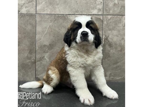 Saint Bernard-Dog-Male-Mahogany and Black-31585-Petland Frisco, Texas