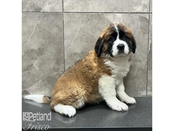 Saint Bernard Dog Female Mahogany and Black 31586 Petland Frisco, Texas