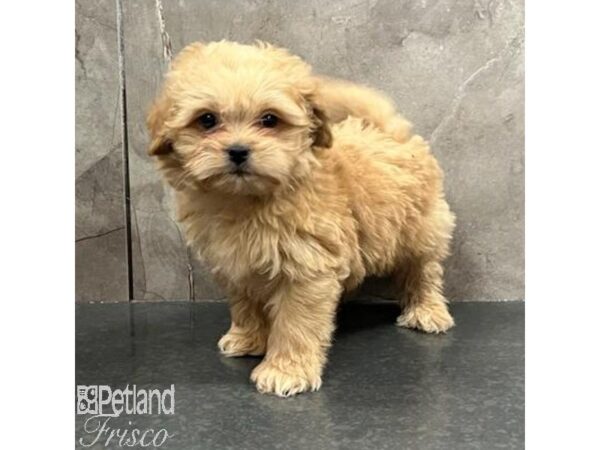 Pek A Poo-Dog-Male-Apricot-31587-Petland Frisco, Texas