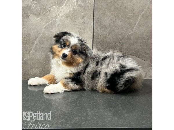 Miniature Australian Shepherd Dog Female Blue Merle 31589 Petland Frisco, Texas