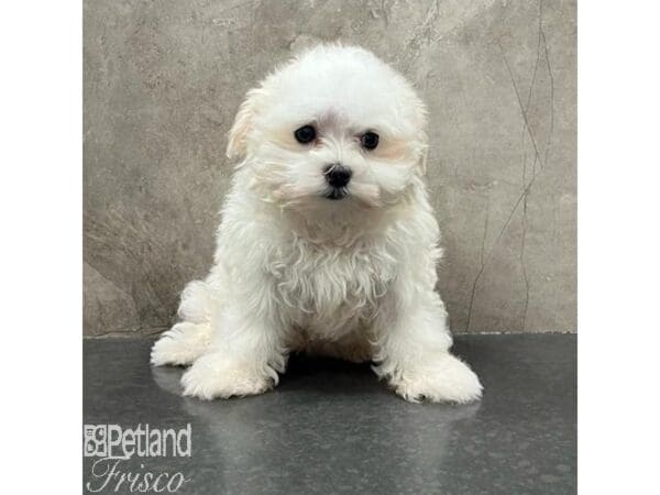 Maltese-Dog-Female-White-31591-Petland Frisco, Texas