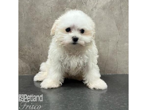 Maltese Dog Female White 31591 Petland Frisco, Texas