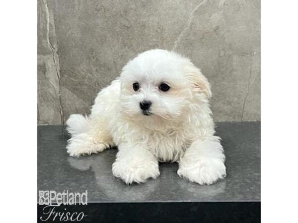 [#31593] White Male Maltese Puppies For Sale
