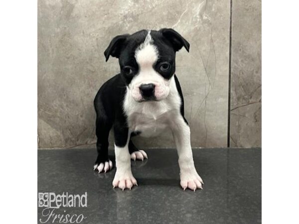 Boston Terrier Dog Female Black / White 31595 Petland Frisco, Texas