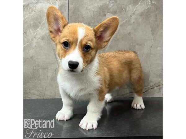 Pembroke Welsh Corgi-Dog-Male-Red Sable-4060707-Petland