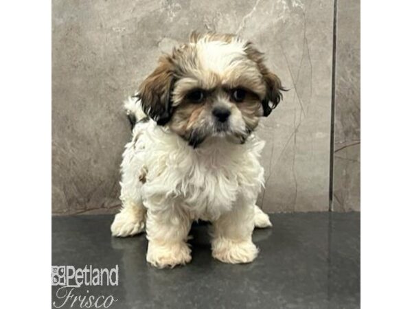 Shih Tzu-Dog-Female-Sable / White-31598-Petland Frisco, Texas