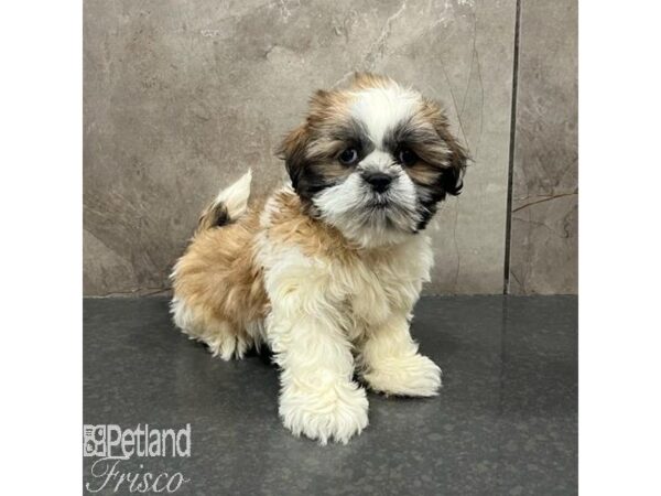 Shih Tzu Dog Female Gold / White 31600 Petland Frisco, Texas