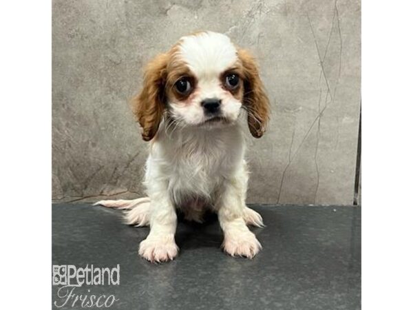 Cavalier King Charles Spaniel Dog Male Blenheim / White 31601 Petland Frisco, Texas