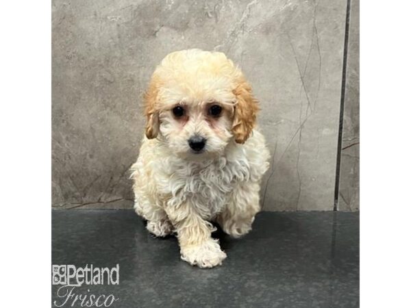 Miniature Poodle Dog Female Apricot 31602 Petland Frisco, Texas