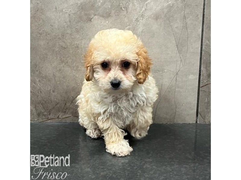 Miniature Poodle Dog Female Apricot 31602