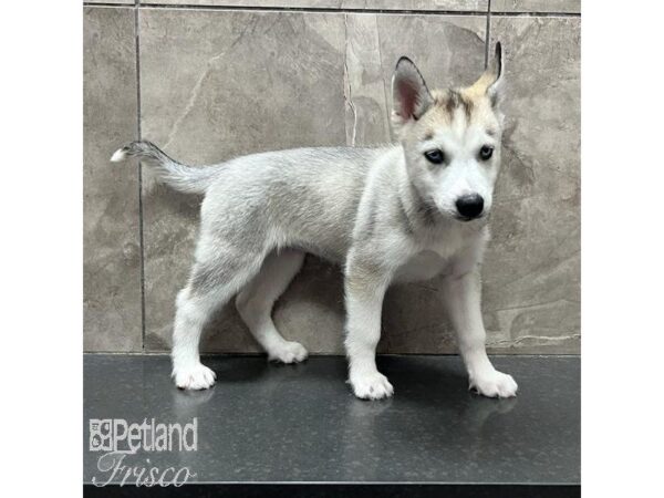 Siberian Husky-Dog-Female-Gray / White-31613-Petland Frisco & Mckinney, Texas