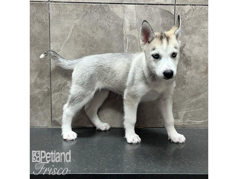 Siberian Husky Dog Female Gray / White 31613