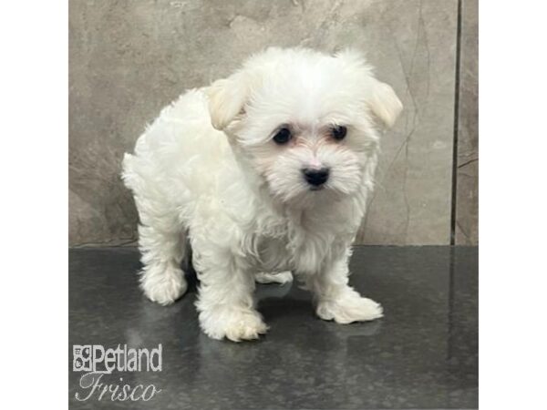 Maltese-Dog-Female-White-31614-Petland Frisco & Mckinney, Texas