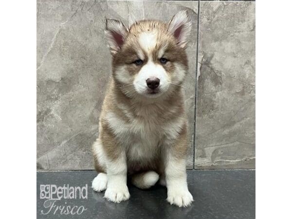 [#31615] Red / White Male Siberian Husky Puppies For Sale