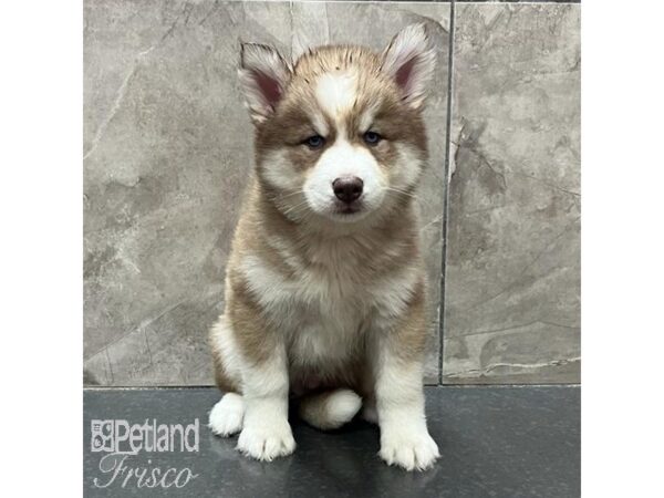 Siberian Husky-Dog-Male-Red / White-31615-Petland Frisco & Mckinney, Texas