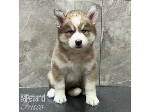 Siberian Husky Dog Male Red / White 31615 Petland Frisco, Texas