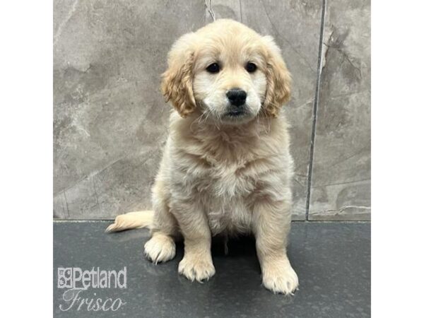 Golden Retriever Dog Male Golden 31617 Petland Frisco, Texas