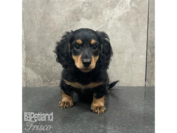 Miniature Dachshund-Dog-Male-Black / Tan-31620-Petland Frisco, Texas