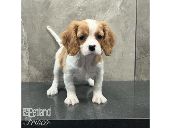 Cavalier King Charles Spaniel-Dog-Female-Blenheim-31621-Petland Frisco & Mckinney, Texas