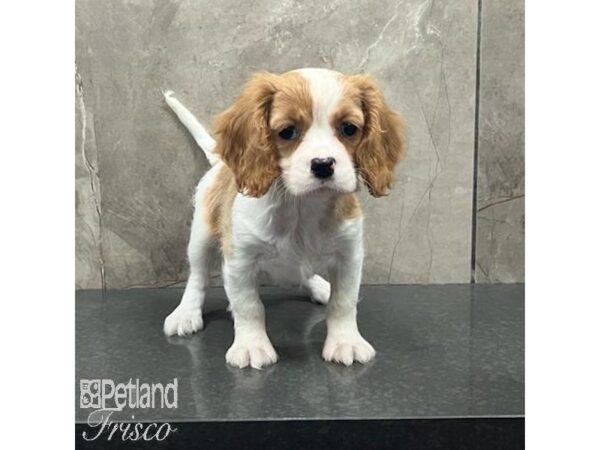 Cavalier King Charles Spaniel-Dog-Female-Blenheim-31621-Petland Frisco, Texas