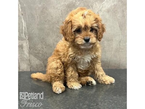 Cavapoo Dog Female Red 31622 Petland Frisco, Texas