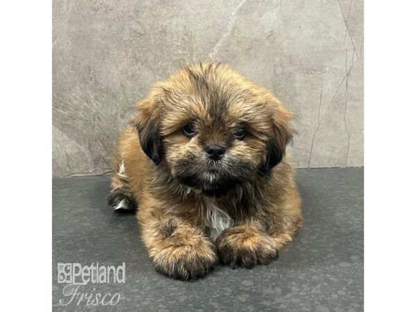 Lhasa Apso Dog Male Golden 31623 Petland Frisco, Texas