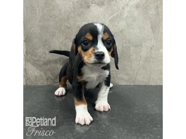 Beagle-Dog-Male-Black White / Tan-31624-Petland Frisco, Texas